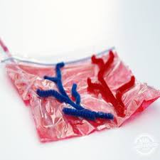 Learn About The Heart With This Simple Anatomy Lesson Human Body Activities Child Life Specialist Heart For Kids