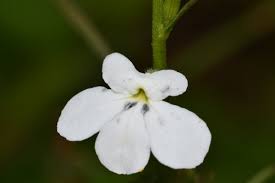 Image result for Striga linearifolia