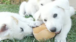 Akc white german shepherd puppies parents very loyal & protective. White German Shepherd Puppies Love A Good Steak Youtube