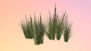 Image result for Aristida bipartita