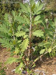 Image result for Bocconia arborea