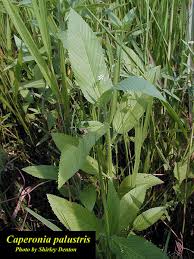 Image result for Caperonia