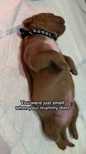 Little Lucian is nearly one and Gunner is emotional about it Lucian The  Lion 🦁 #xlbullys #bullylife #cute #dogsofinstagram #dogs #XLbully #xlbullys