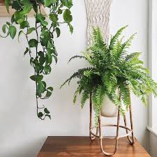 But this lush green foliage can also thrive in a hanging pot whether indoors or outdoors. Boston Fern Hanging Plants Trailing Plants Vining Plants Cute Pots For Plants Plant Stand Air Purifying Hanging Plants Boston Fern Hanging Cute Pots For Plants