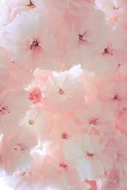 Pale Pink Cherry Blossom Pink Flowers Pink Aesthetic Pretty In Pink