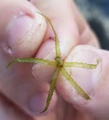 Image result for Najas