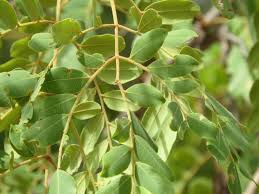 Image result for Erythrophleum