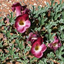 Image result for Harpagophytum zeyheri