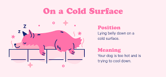 Dog sleeping positions with owner meaning. 10 Dog Sleeping Positions The Adorable Meaning Behind Them Casper Blog