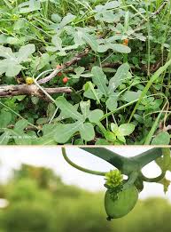 Image result for Corallocarpus bainesii