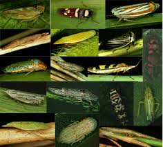 Résultat de recherche d'images pour "leaf hoppers"
