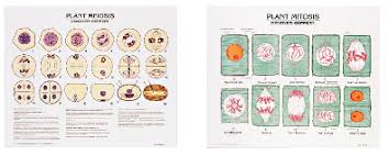 Check spelling or type a new query. 1808 10 Plant Meiosis And Mitosis Poster Set Mounted Denoyer Geppert Science Company