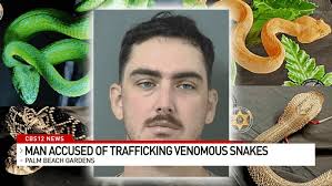 Spitting cobras and testosterone: Inside Florida's venomous snake  trafficking trade