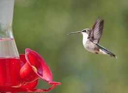 Check spelling or type a new query. The Only Homemade Hummingbird Nectar Recipe You Need Birds And Blooms