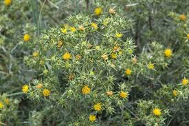 Image result for Berkheya