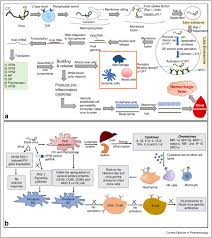 Image result for Filoviridae