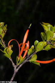 Image result for Turraea mombassana