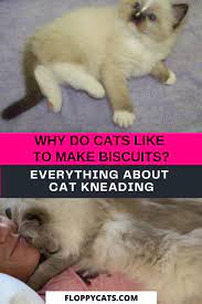 Why Do Cats Like To Make Biscuits Everything About Cat Kneading Floppycats In 2021 Cat Facts Funny Cat Facts Cat Behavior Facts