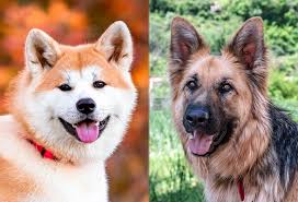 He is a 4 year old akita/shepherd mix. Akita Shepherd Complete Guide Info Pictures Care More Pet Keen