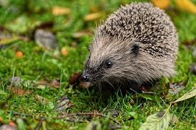 5 Choses A Faire Si Vous Trouvez Un Herisson Dans Votre Jardin With Images Animals Hedgehog Animal Free Images