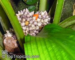 Image result for Palisota ambigua