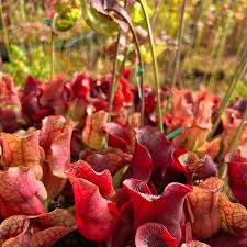 Image result for Sabicea venosa