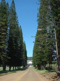 Image result for Araucaria columnaris