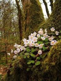 Pin On Flowers