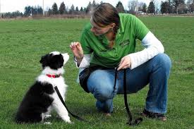 This program is designed specifically for puppies under one year old. Basic Dog Commands Canine Boot Camp