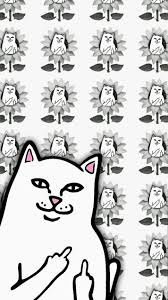 Cat memes ❥ tabby cat. Cat Meme Wallpapers Wallpaper Cave