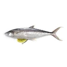 Surmai Fish (King Mackerel)