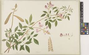 Image result for Tephrosia aequilata