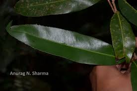 Image result for Gomphia