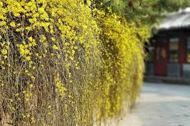 Image result for Jasminum schimperi