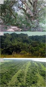 Image result for Faurea rubriflora