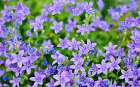 For round and flattish flowers, the diameter of in individual blossom. Small Pictures Of Flowers Small Blue And Purple Flowers 1680x1050 Wallpaper Download Page 536106 Small Purple Flowers Purple Flowers Purple Flowers Wallpaper