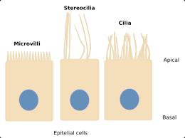 The number of cells in plants and animals varies from species to species; Animal Tissues Epithelial Tissue Atlas Of Plant And Animal Histology