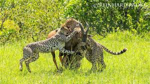 Reinhard Radke Nature Photography No Doubt Cheetahs Keep Many Prey Animals Under Pressure And Not Just Physically Prey Animals Nature Photography Animals