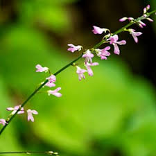 Image result for Hylodesmum