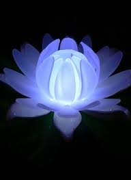 Glow Lily Floating Led Lily Pad Centerpiece Pool Light Pool Light Floating Pool Lights Led Pool Lighting
