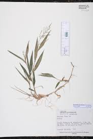 Image result for Steinchisma laxum