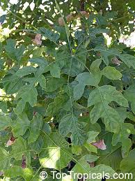 Image result for Trevesia