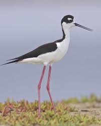 Black Bird With Blue Head And Neck Black Necked Stilt Black Neck Bird Life List Stilts