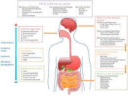 It comprises millions of neurones and uses electrical impulses to communicate very quickly. Nutrients Free Full Text Nutritional Modulation Of Immune And Central Nervous System Homeostasis The Role Of Diet In Development Of Neuroinflammation And Neurological Disease