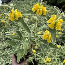 Image result for Phlomis fruticosa