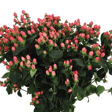 Image result for Hypericum humbertii