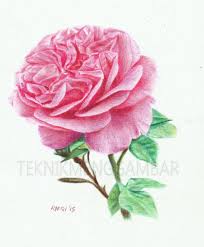 Art Is Beautiful Sketsa Bunga Mawar