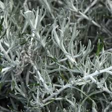 Image result for Helichrysum brassii