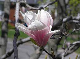 File Saucer Magnolia Flower Jpg Wikimedia Commons Magnolia Flower Flowers Magnolia Tattoo