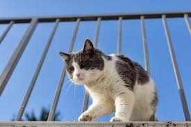 She had been stuck in a tree for 2 and 1/2 days. How Far Can Cats Fall Without Getting Hurt Or Injured